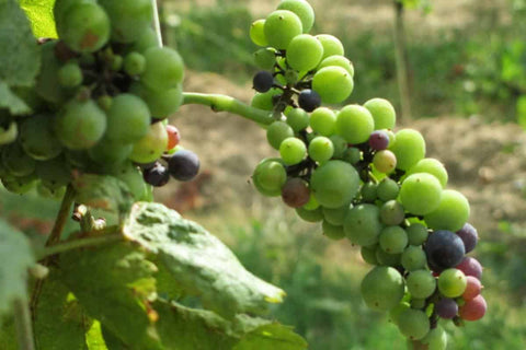 Adoria Vineyard Grapes Zachowice Poland