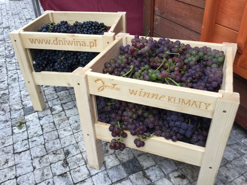 Fresh grapes on display during wine festival in Jaslo Poland