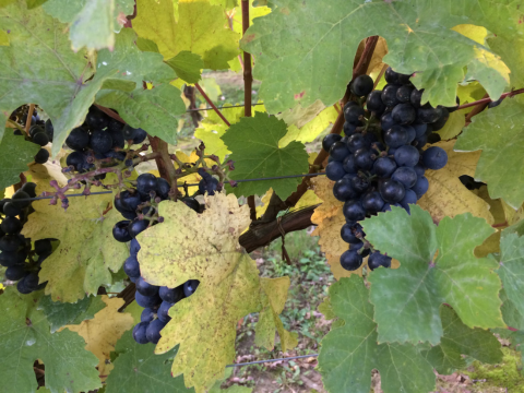 Grapes In Poland