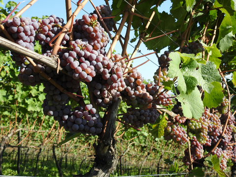 Srebrna Gora Vineyard Grapes near Krakow, Poland