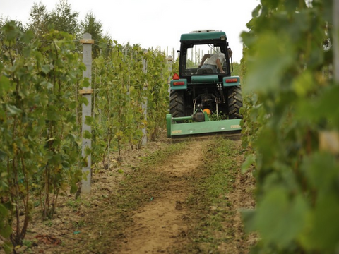 Touring Pod Debem Vineyard in Subcarpathia region, Poland