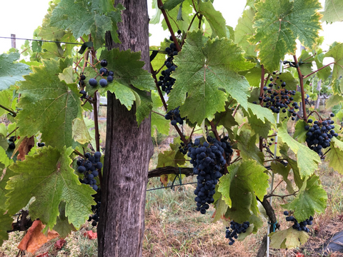 Grapes on the vine during Pod Lubuskim Sloncem vineyard tour