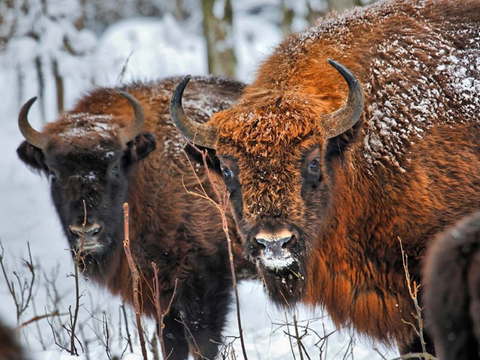 Wild bison Bialowieza National Park