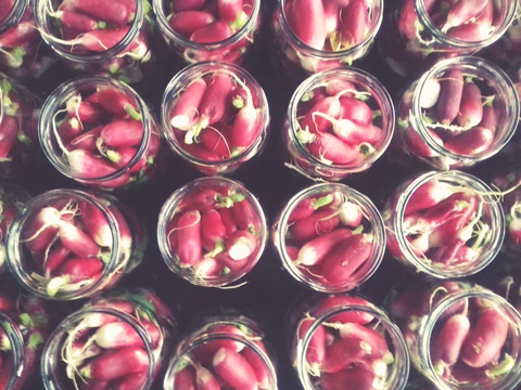 Radishes ready to be pickled. Photo from Zdrowy Ferment.