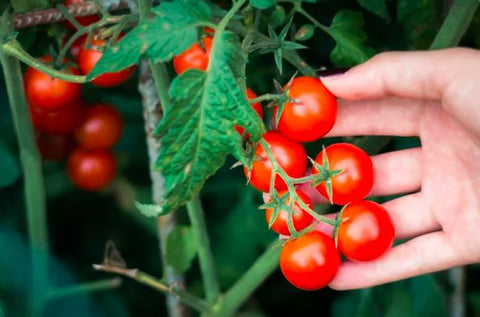 Cherry Tomatoes