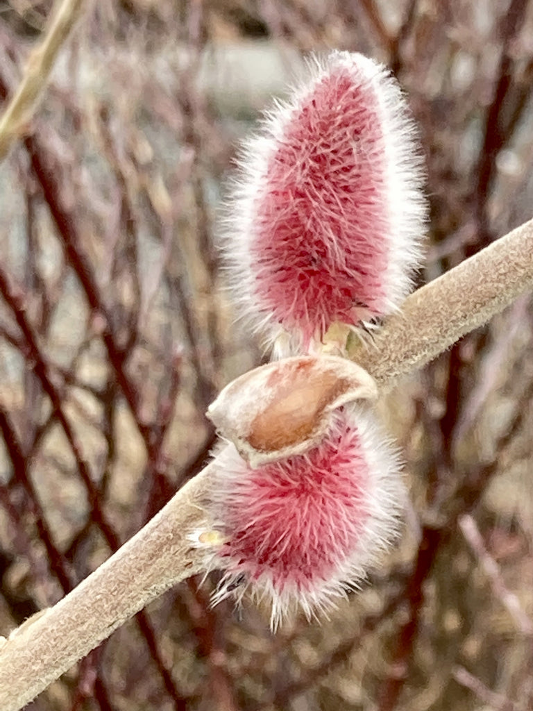 Two buds of pink pussy willow.
