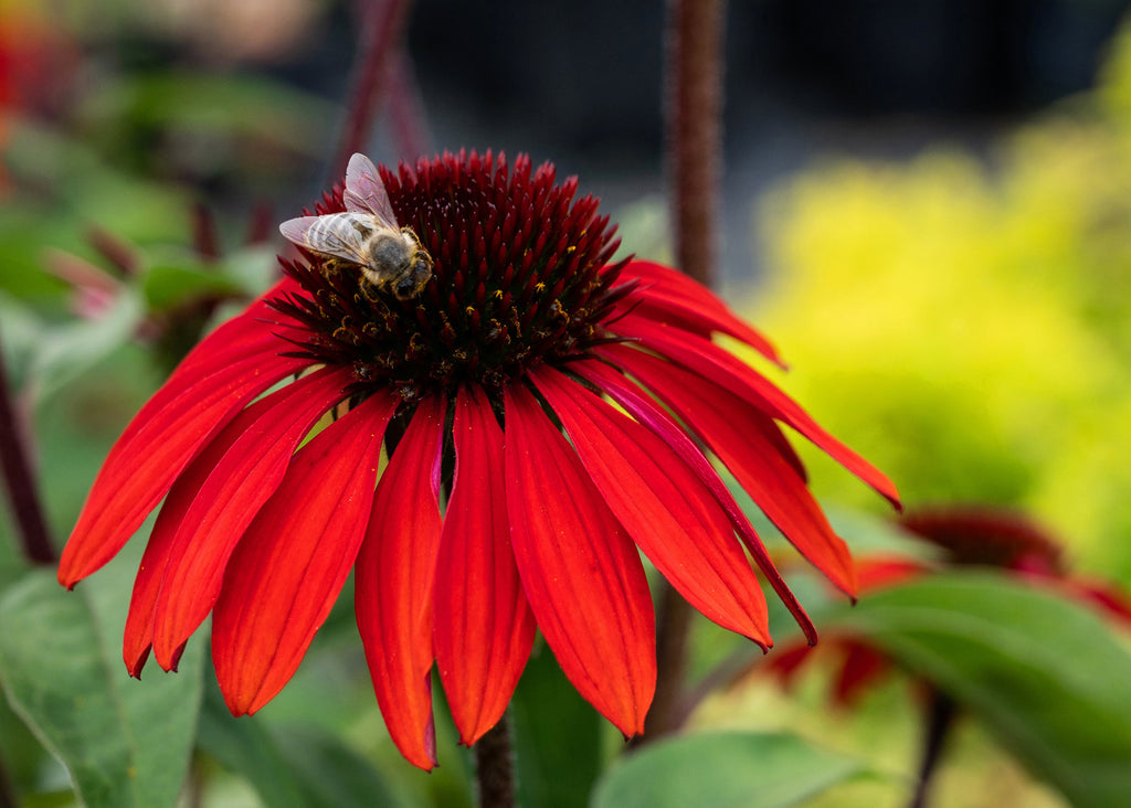 Red echinacea flower with bee.