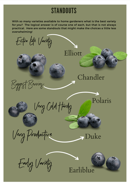 Flyer pointing describing different blueberries.