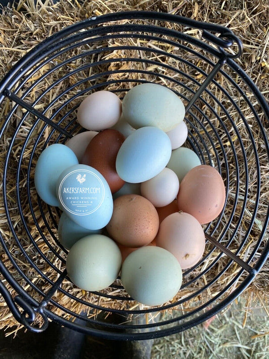 12+ Silver Laced Brahma Project Eggs NPIP  BackYard Chickens - Learn How  to Raise Chickens