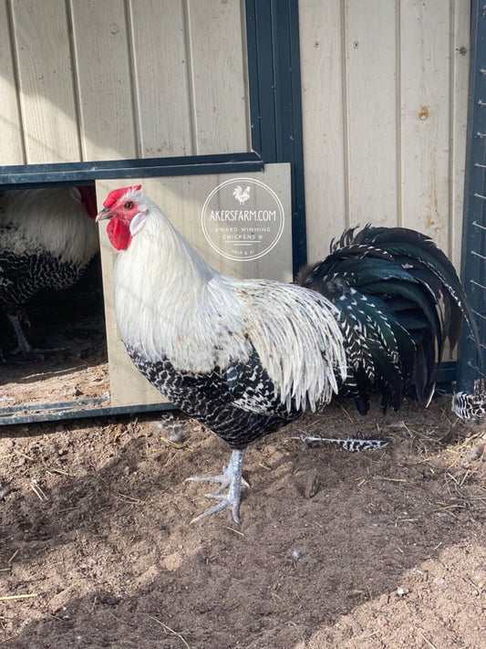 12+ Silver Laced Brahma Project Eggs NPIP