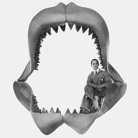 Megalodon the Largest Shark in Earth's History - Extinct or Cryptid? | Mini  Museum