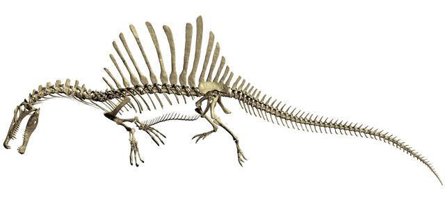 A Spinosaurus Skeleton Illustration