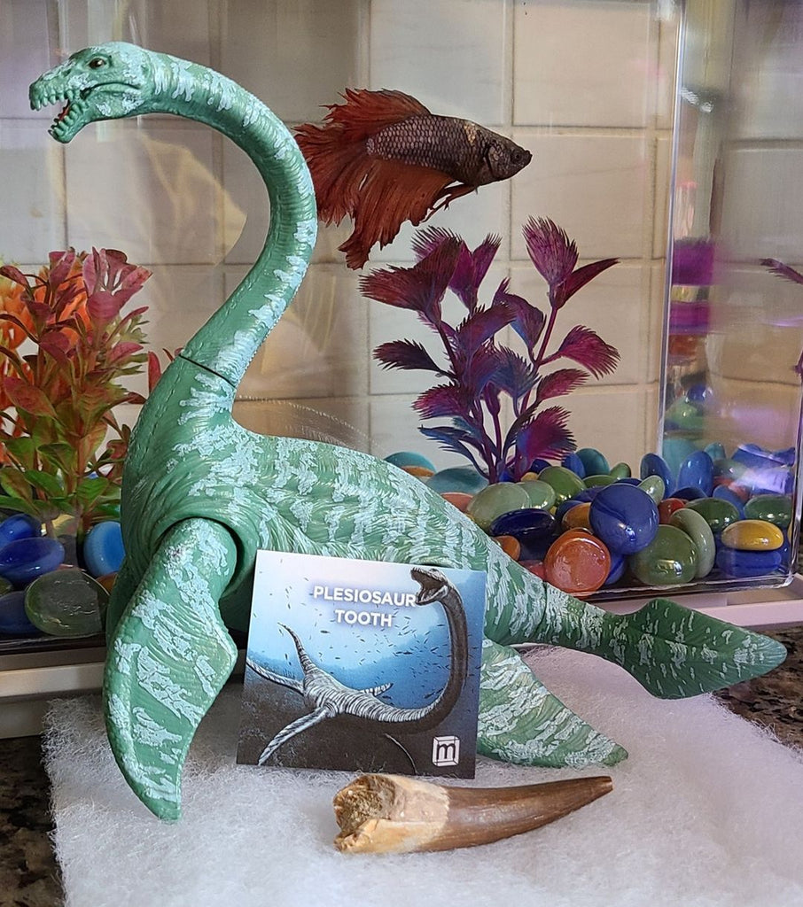 A plesiosaur tooth fossil featured with a toy plesiosaur. A betta fish can be seen behind it.