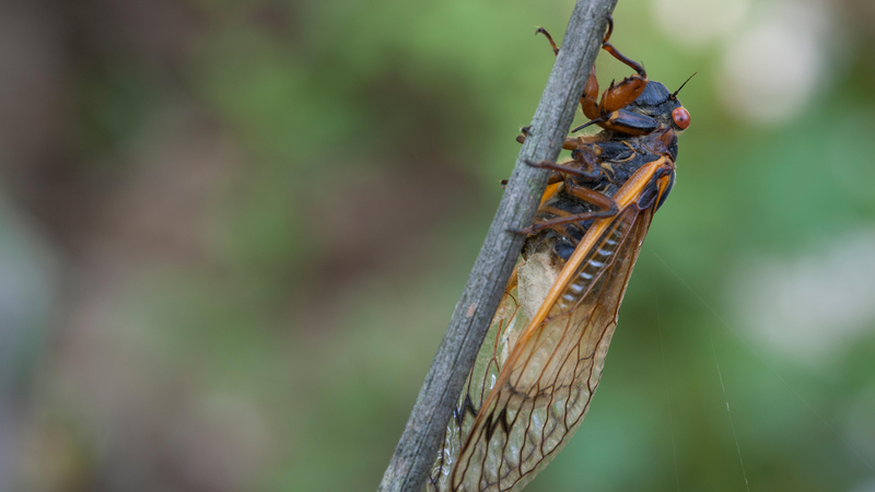 A cicada infected with fungus attached to a stick