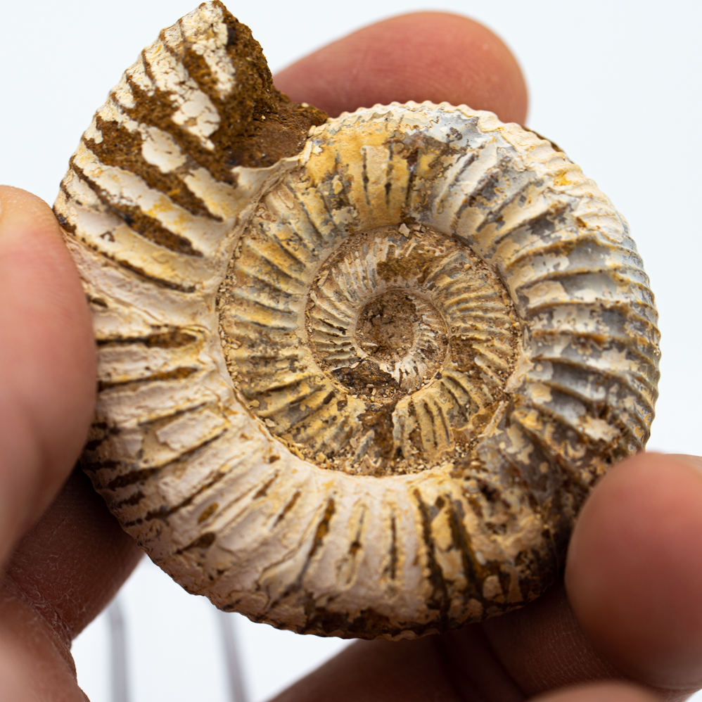 Natural Ammonite - Perisphinctes | Mini Museum