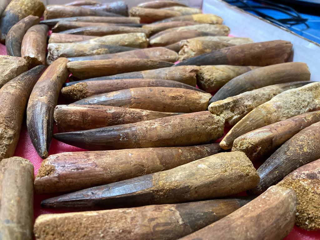 A number of long dinosaur teeth sitting on a table.