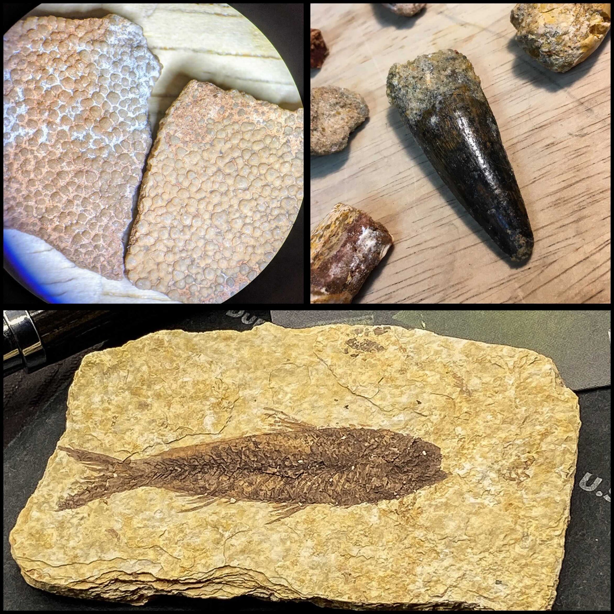 Dinosaur Eggshell, Spinosaurus Tooth, and a Wyoming Fossil Fish!