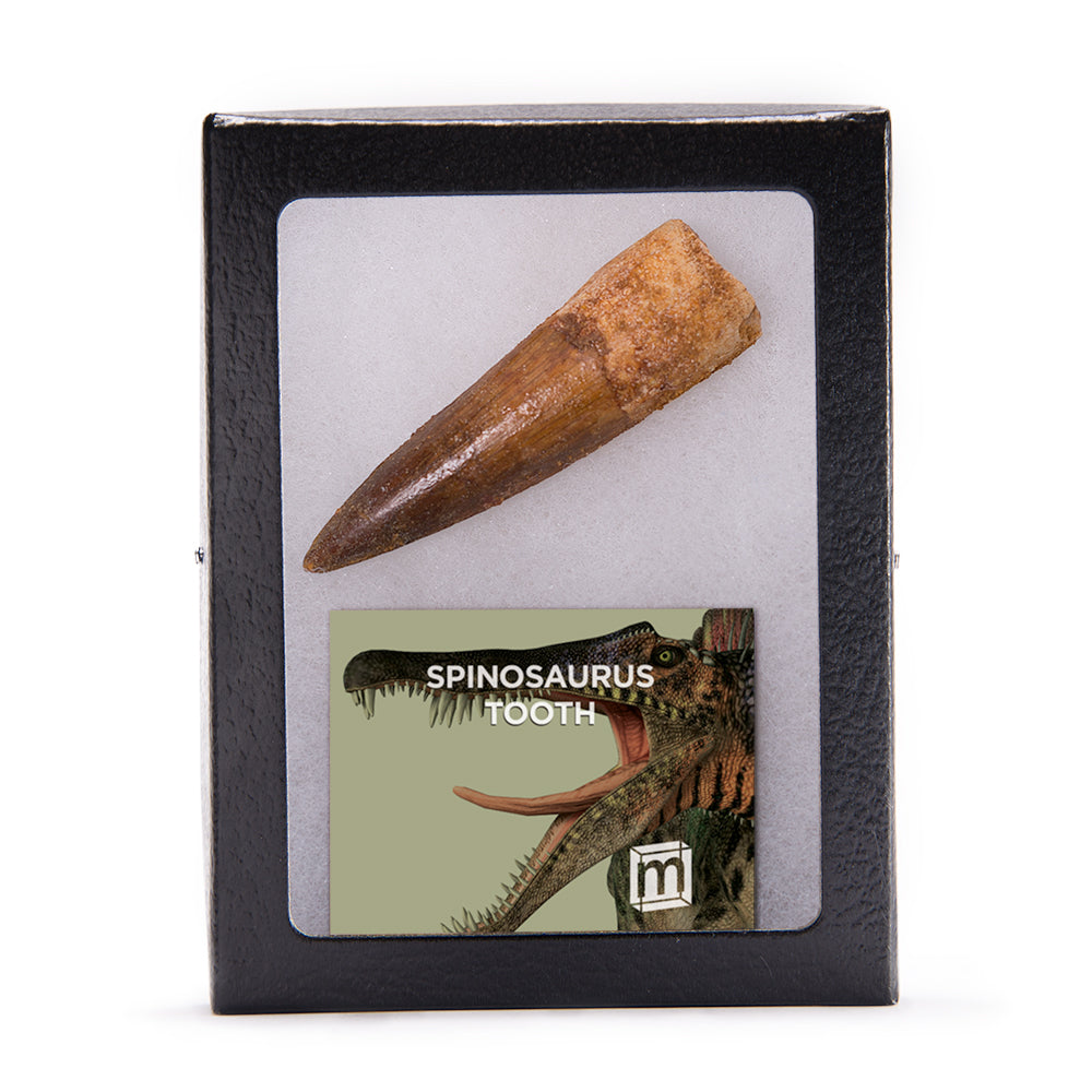 Mini Museum Spinosaurus Tooth Specimen