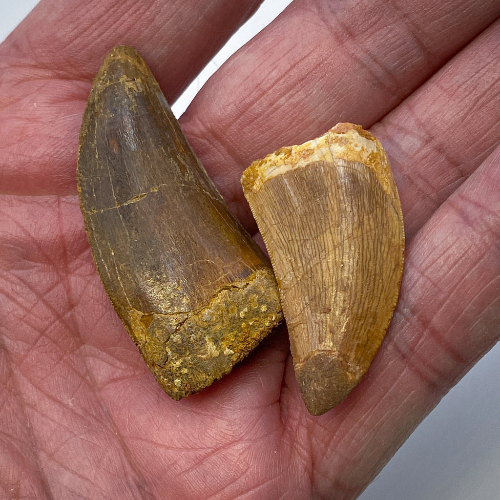 Curved Carchcarodontosaurus Teeth in Hand