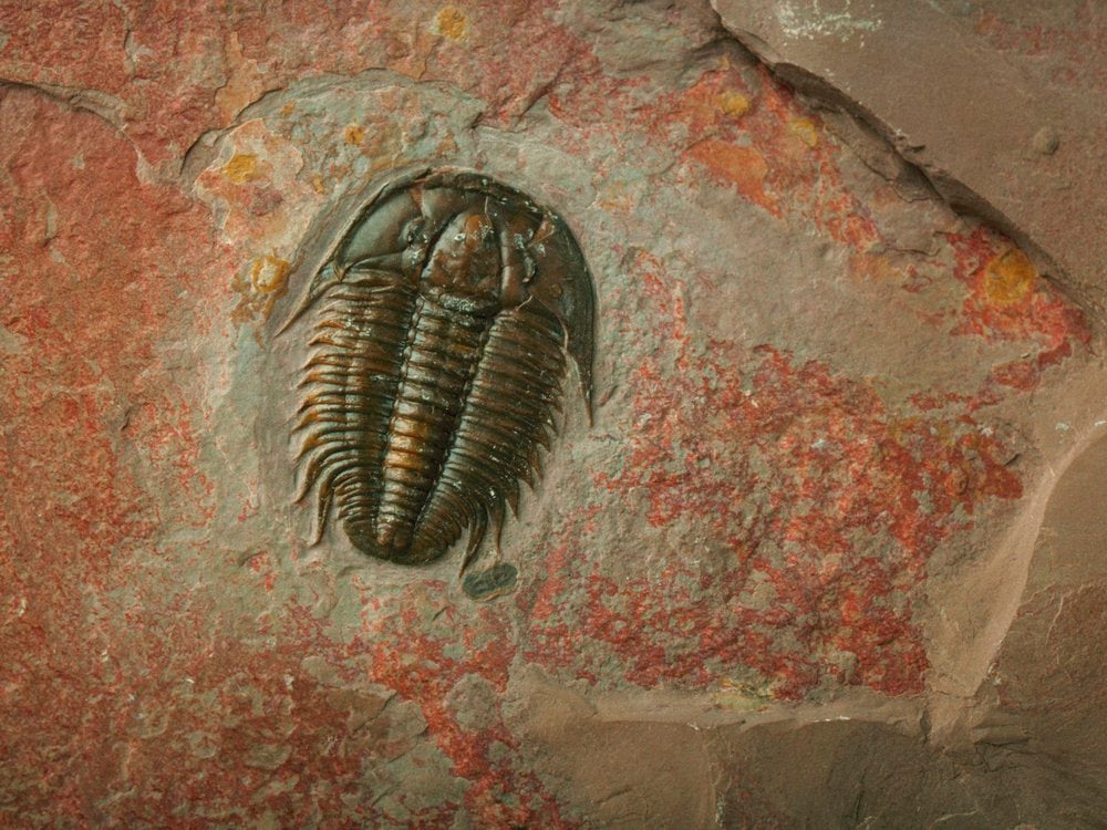 An image of a trilobite in a rock matrix.