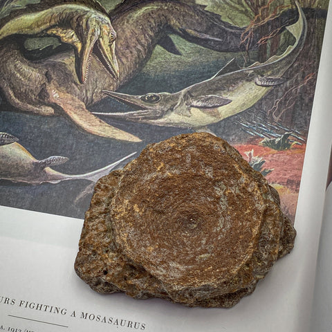 A Fossil Ichthyosaur Vertebra