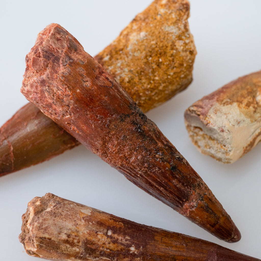 Conical Spinosaurus Fossil Teeth