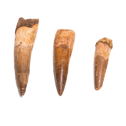 Spinosaurus Teeth for your Collection!