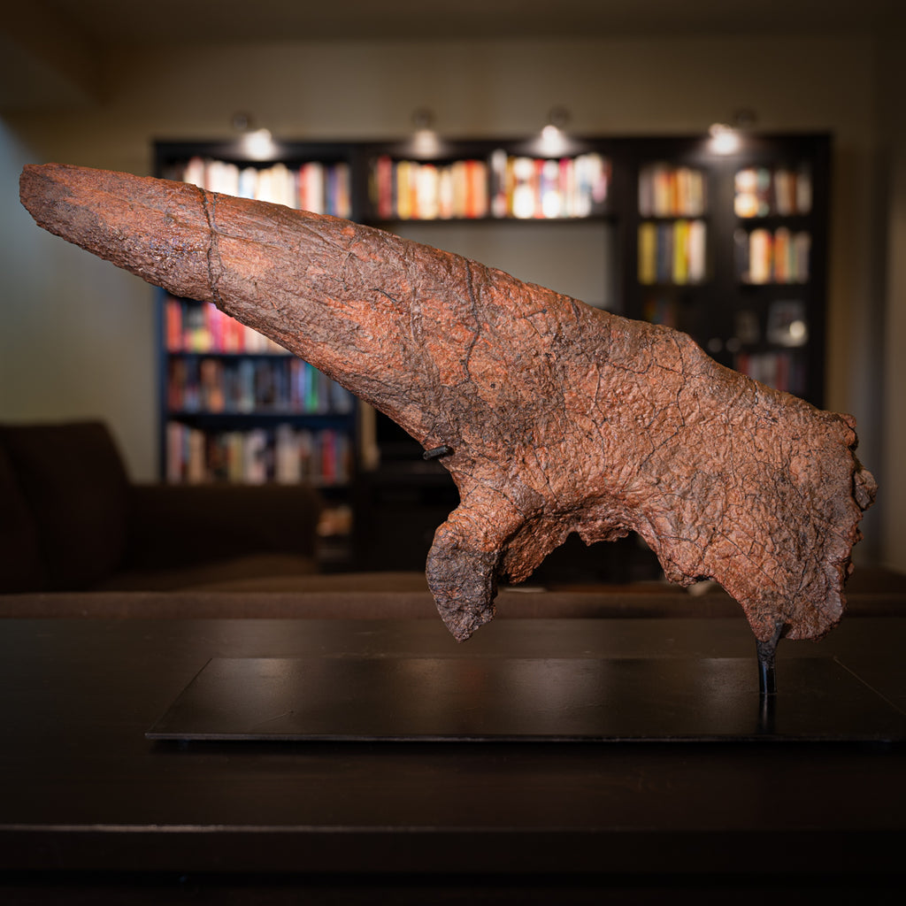 A Triceratops Horn Fossil in a home display