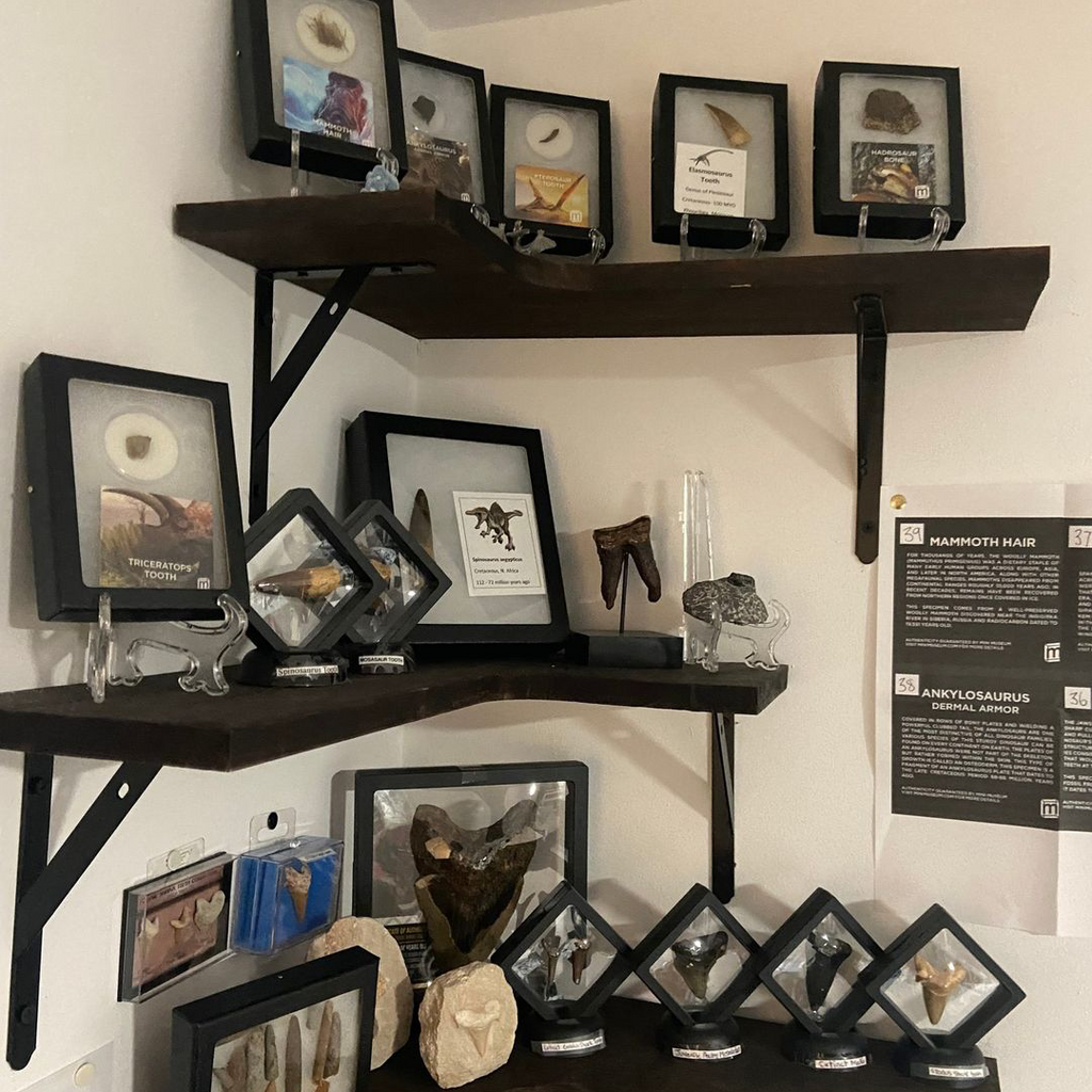 A collection of different fossil specimens in display cases on a set of shelves.