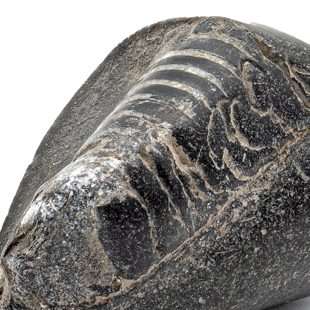 Tethys Ocean Shaligram Fossil 