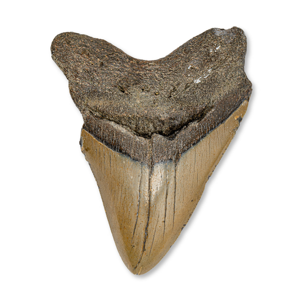 Megalodon Tooth - SOLD 