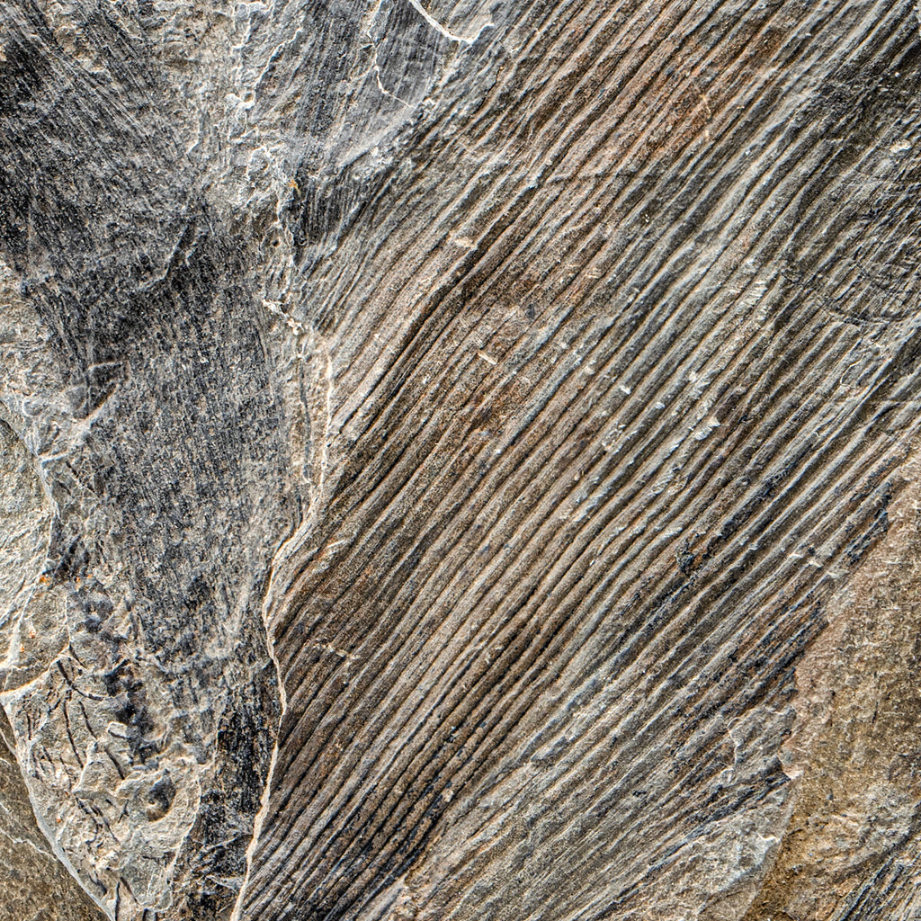 Carboniferous Fossil Plant 