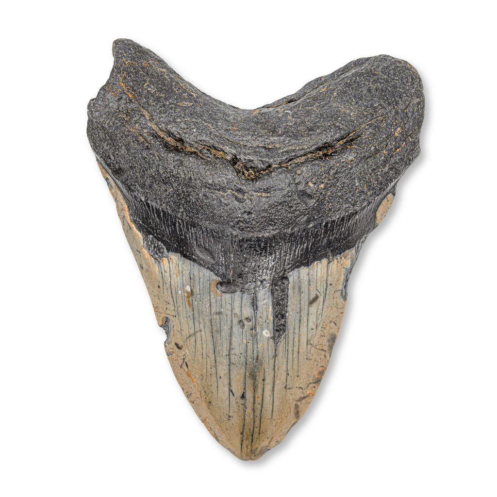 Megalodon Tooth - SOLD 