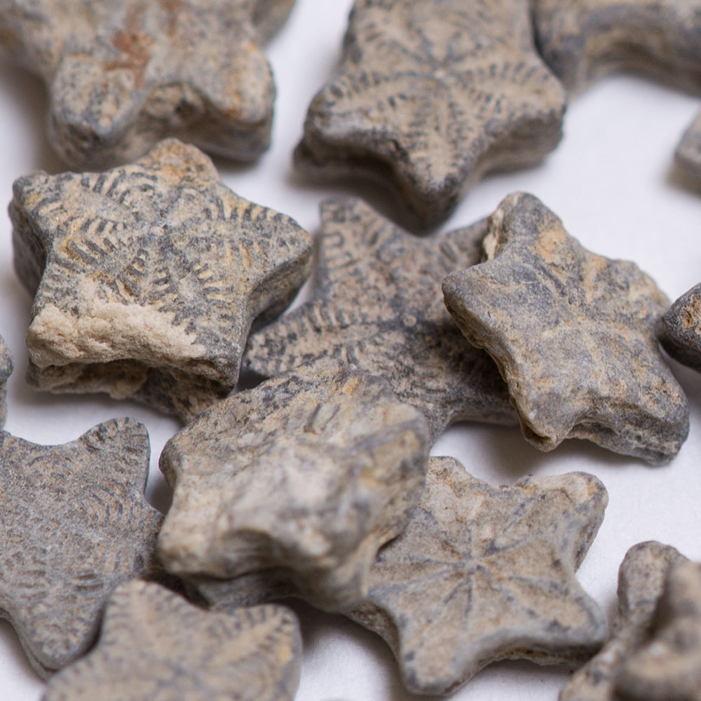 Arriba 84+ imagen crinoid star fossil