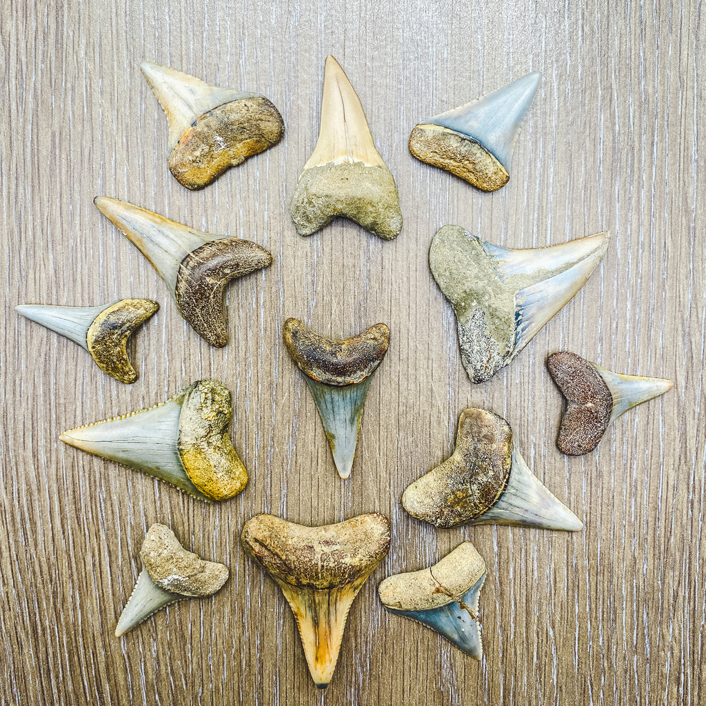 Fossil White Shark Tooth | Mini Museum