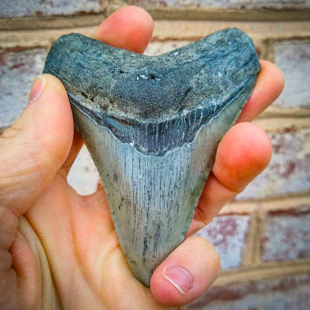 Rare 2.16 Colorful Fossil Great White Shark Tooth from Sacaco