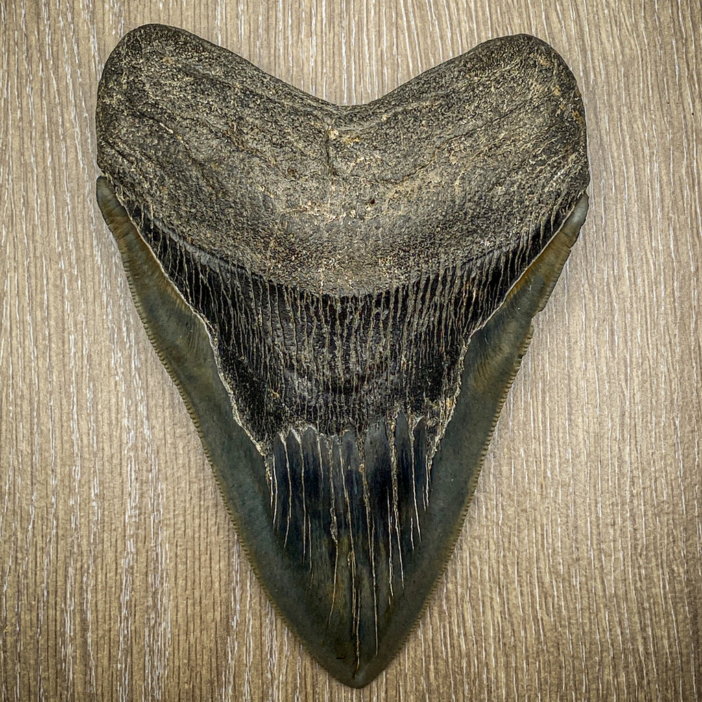 megalodon jaws