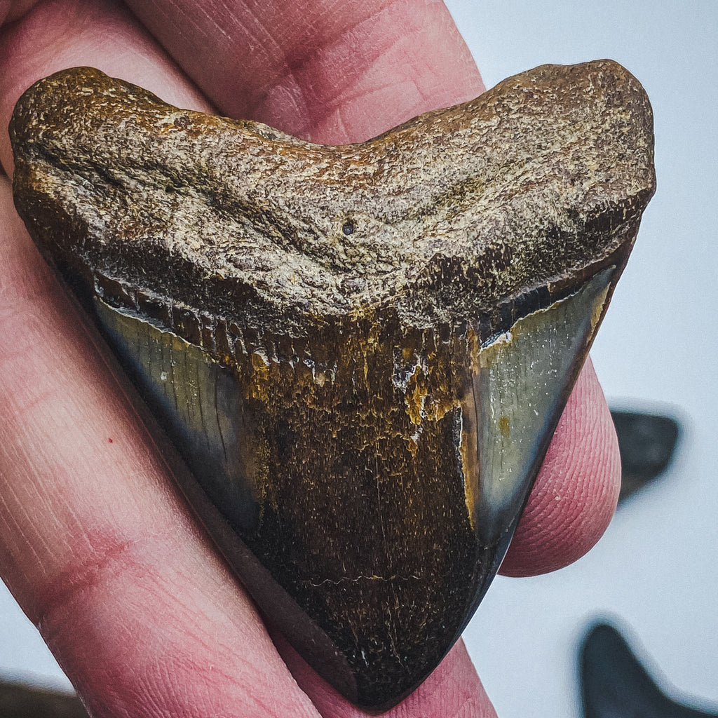 Megalodon Teeth: A Man Found Two Weeks The Latest One Is Thanks To Tropical  Storm Elsa CNN