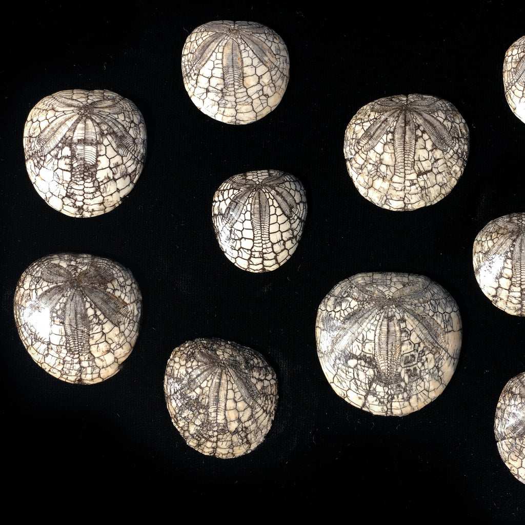 Dendraster Gibbsii - Fossilized Sand Dollar | Mini Museum