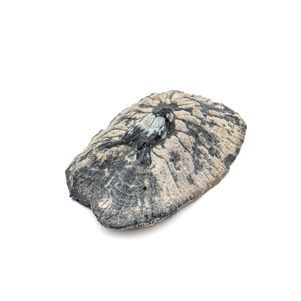 Fossil Stingray Denticle | Mini Museum