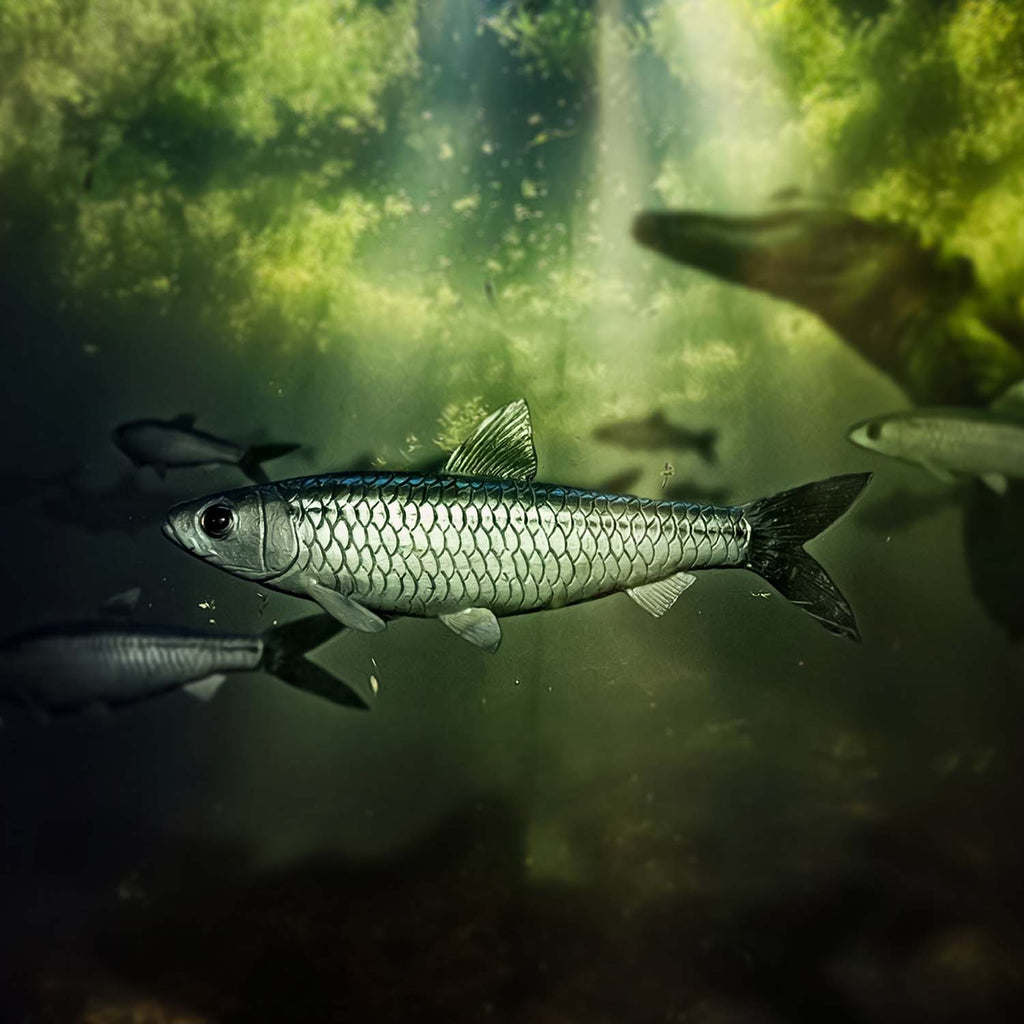 Wyoming Fossil Fish | Mini Museum