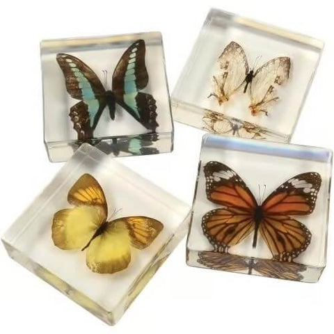 encased-butterfly-collection