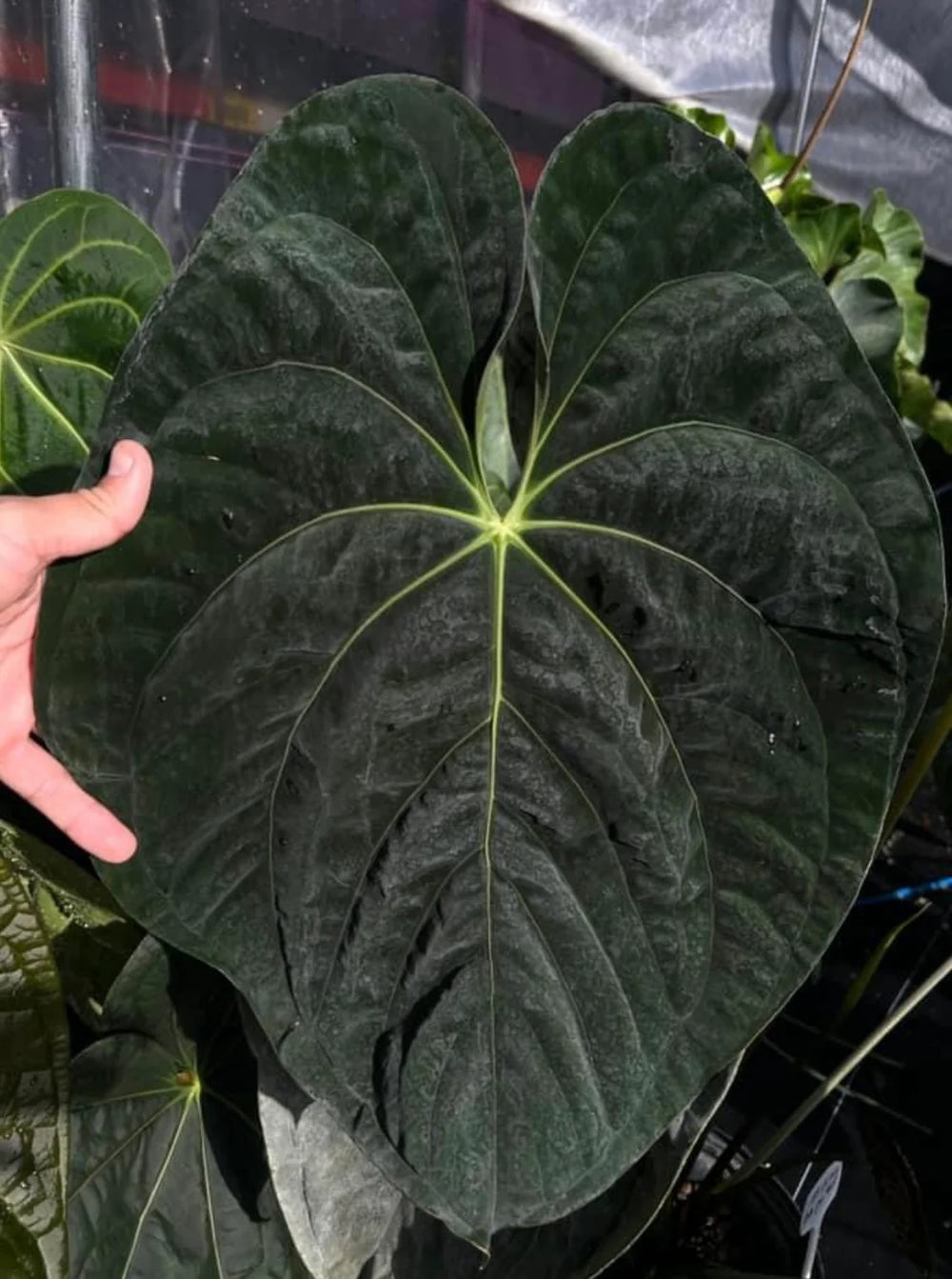 Anthurium papillilaminum 'Shrek'