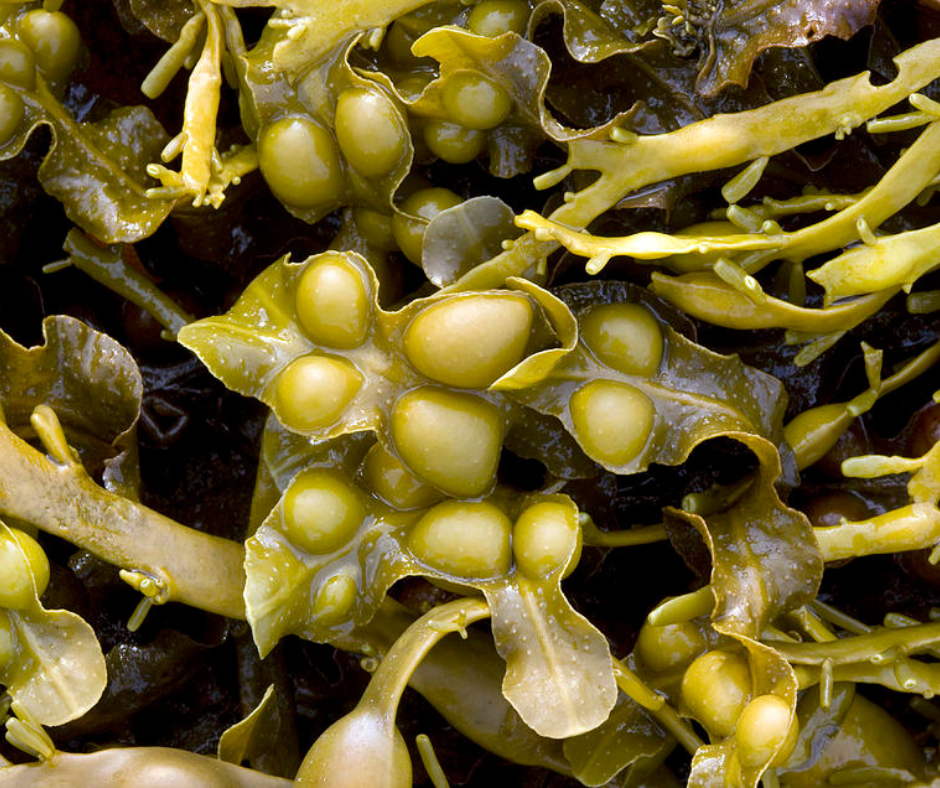 fucus-vesiculosus-extract