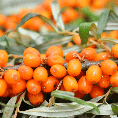 sea-buckthorn-berry