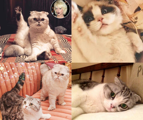 Taylor Swift's Cats