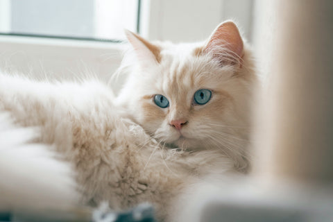 Ragdoll Cat - Top 3 Most Loving Cat Breeds
