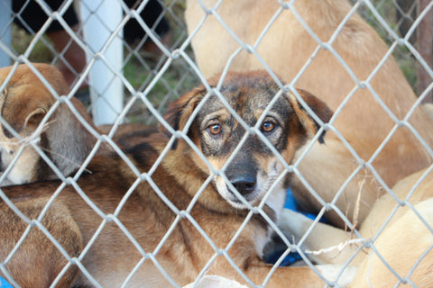Romapets Boutique Mission - Help Animal Rescue Organizations