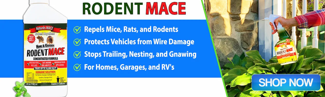 6 tips to keep rodents away from your car