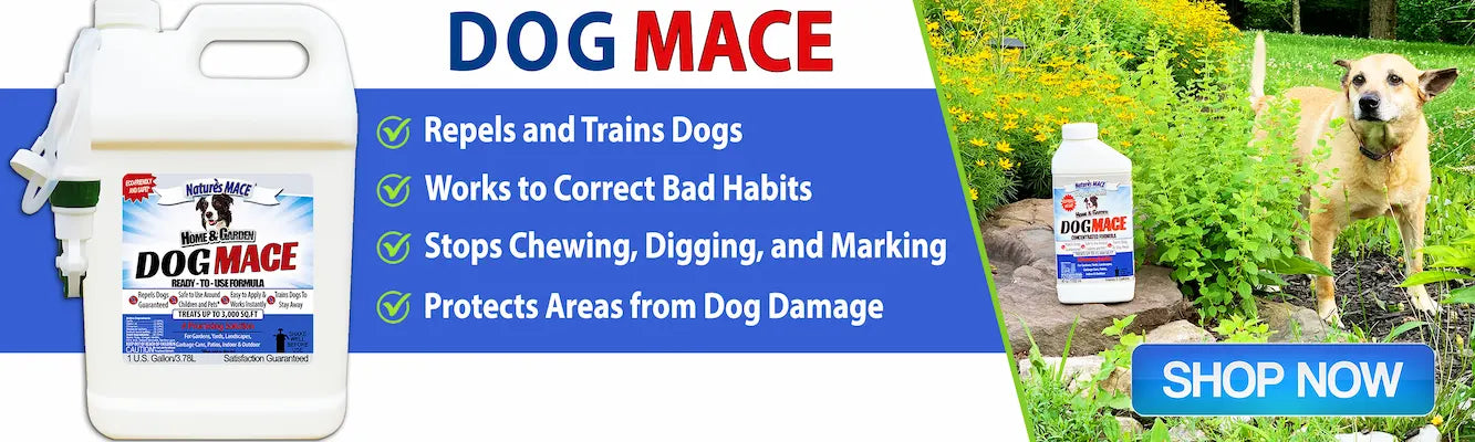 8 helpful tips to keep dogs off grass